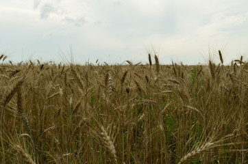 Wheat golden field photo