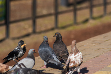 Pigeons on the edge of the railway platform.