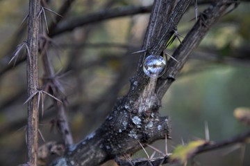 Bubble on the spiky branch