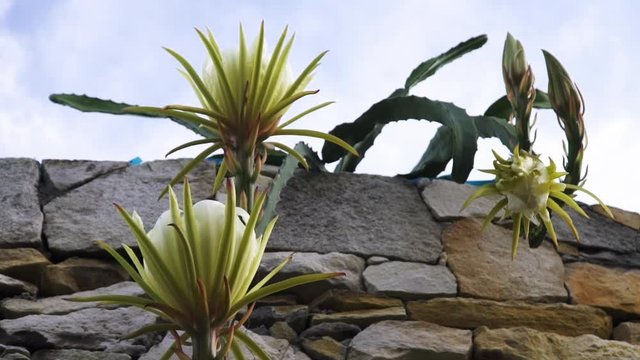 Medium shot of  the rare Pitaya flowers, or dragon fruit flower