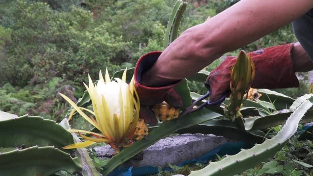 Harvesting the Dragon fruit, or Pitaya fruit