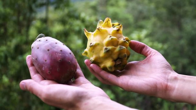 Close up of hands holding a Dragon Fruit vs a 
prickly pear