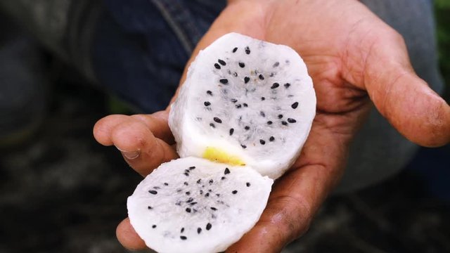 Close up of the Dragon Fruit , opened and peeled.