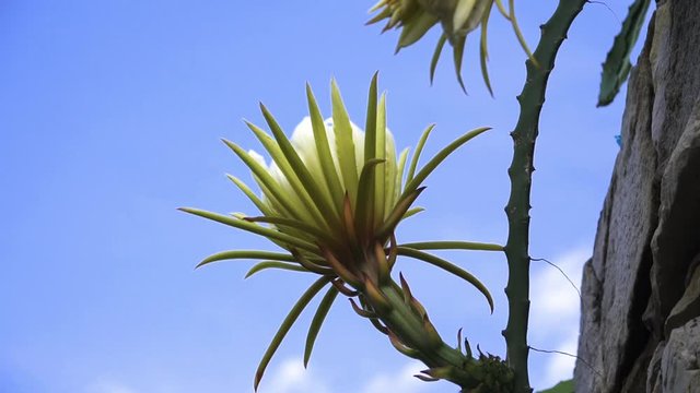 Close up of the rare beautiful Pitaya flower, or Dragon fruit flower