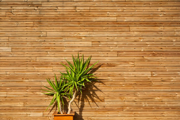 Wooden wall with palm tree
