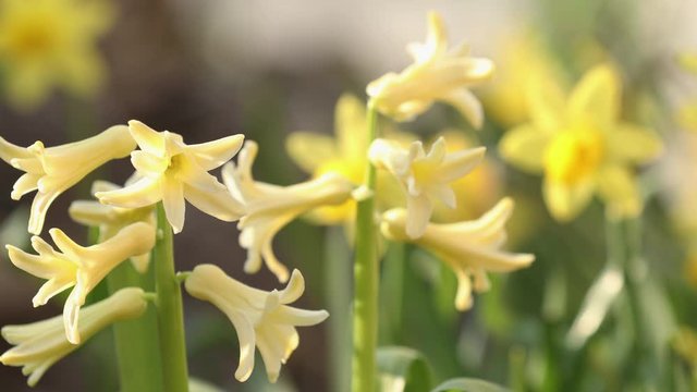 Yellow blooming hyacinths and daffodils. Different focus. Beautiful spring background with copy space. Spring sunny day in the forest. Close up, shallow depth of the field.