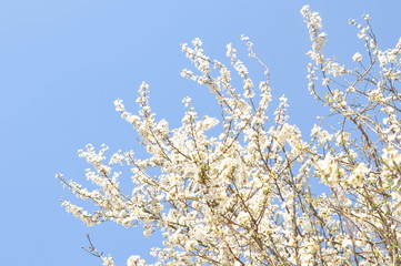 Branches of blossoming tree