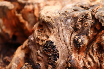 closeup of a pile of dried mushrooms