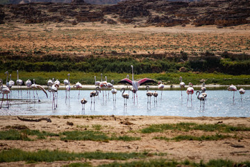 Flamingos Khor Rori near Salalah in Oman