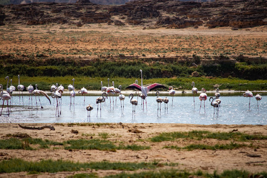 Flamingos Khor Rori Near Salalah In Oman