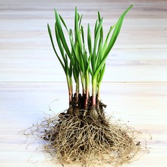 Garlic seedlings on the table ready to plant.  Young garlic that grew from one forgotten bulb in the fall.