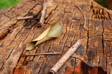 dried up leaf on a tree