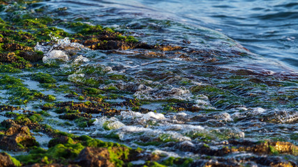 Sea shore with green algae