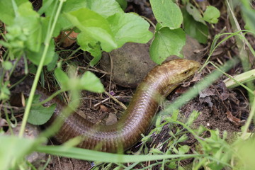 In spring the yellowfin basks in the sun