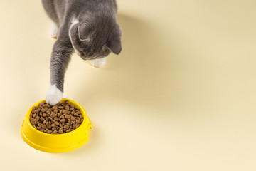 The gray cat pulls his paw to the plate with delicious cat food. The concept of a hungry pet on a yellow background, a banner. Copy space.
