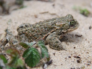 Crapaud calamite