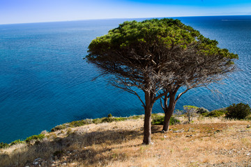 Fototapeta na wymiar scorcio della costa del'isola d'Elba