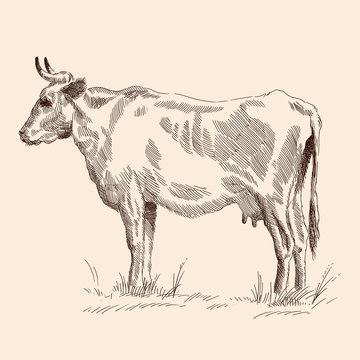 A cow stand on the grass in a pasture. Pencil sketch drawing isolated on a beige background.