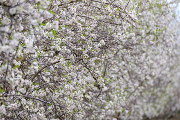 Almond trees blooming in the orchard. Selective focus.