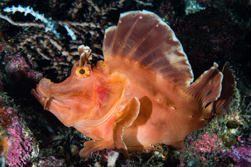 Eschmayer's Scorpionfish Rhinopias