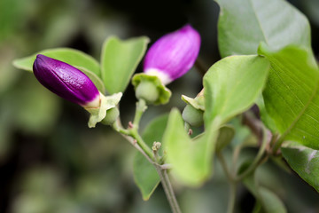 Fresh Green Plant in Garden