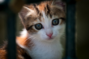 Fototapeta premium Portrait of a cut e little feral kitten looking out between bars on a street in Istanbul, Turkey