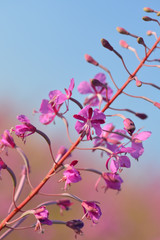 Schmalblättriges Weidenröschen (Epilobium angustifolium)	