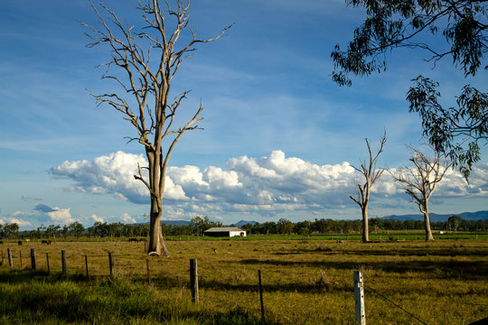 Trees and field landscape with clouds on horizon