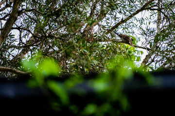 Bird being fed by mother in tree
