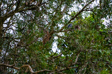 Bird being fed in tree