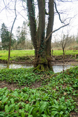 Ein Bärlauch Paradies mitten im Wald