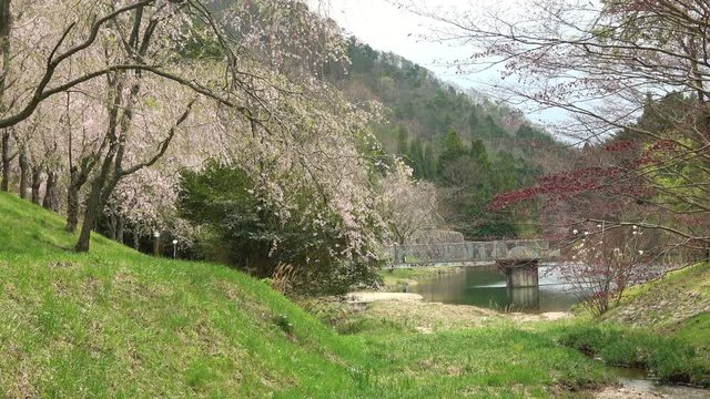 しだれ桜と湖 広島県世羅 4K / Weeping cherry blossoms with the lake in Hiroshima