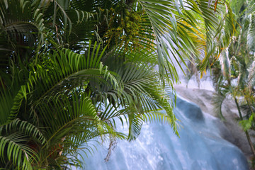 Closeup of coconu leaf 