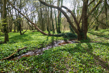 Ein Bärlauch Paradies mitten im Wald