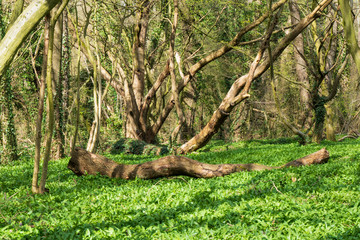 Ein Bärlauch Paradies mitten im Wald