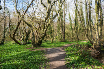 Ein Bärlauch Paradies mitten im Wald