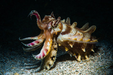 Flamboyant Cuttlefish