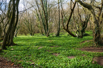 Ein Bärlauch Paradies mitten im Wald