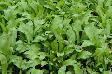 Bärlauch gesund und lecker