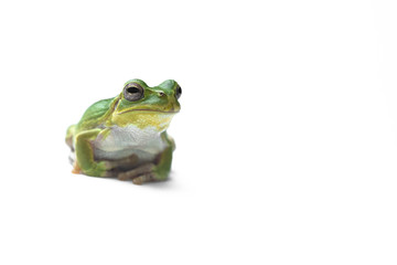 Frog on a white background.