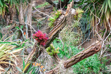  Beautiful orchids photographed in a park in the Czech Republic