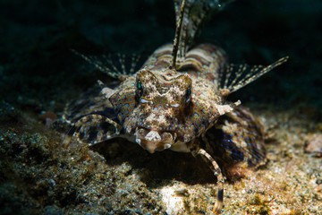 Fingered Dragonet