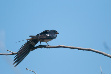 Barn Swallow