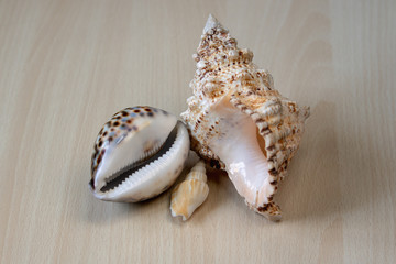 sea ​​shells, sea mollusks, seashells, sea shell, starfish, beach, house, sea, ocean, underwater world, corals, reef,