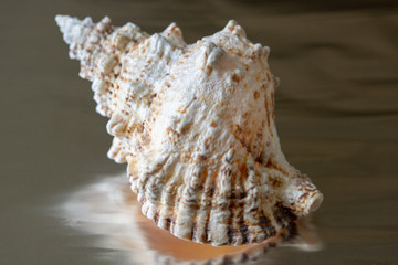 sea ​​shells, sea mollusks, seashells, sea shell, starfish, beach, house, sea, ocean, underwater world, corals, reef,