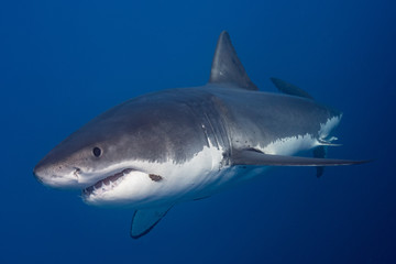 White Sharks