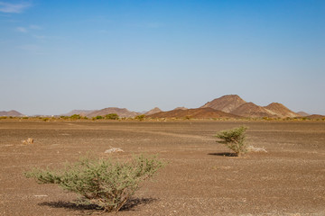Stone desert near Wahiba sands at Ibra and Bidiyya in Oman