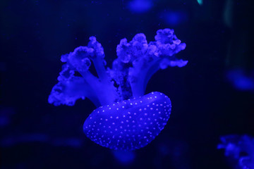  The jellyfish floats under water