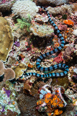 Sea snake