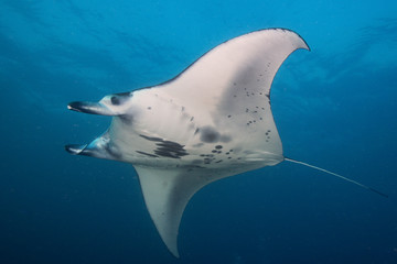 Reef Manta Ray